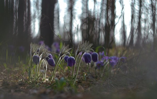 Грустное стадо прострелов