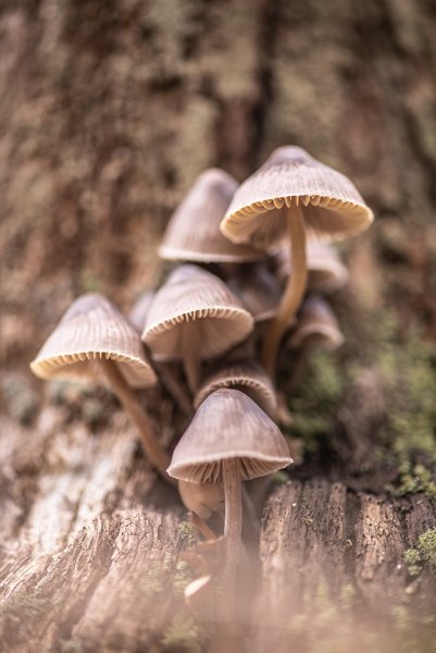 Go mushrooming. Go mushrooming