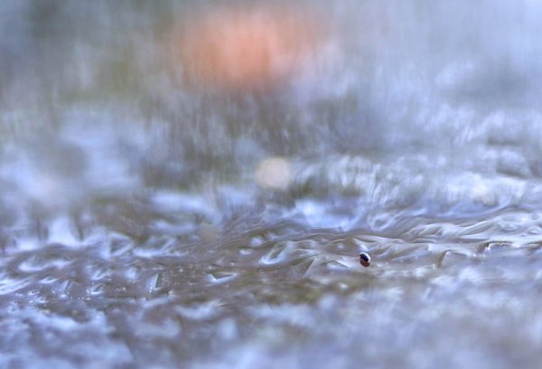 Глупый пИнгвин...