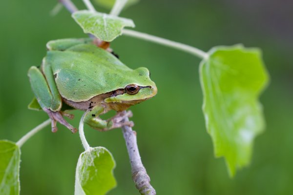 Дагестанская квакша