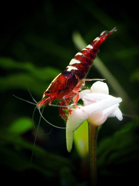 Taiwan bee on a flower