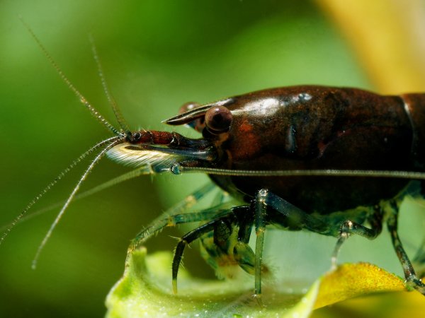 Neocaridina Davidi