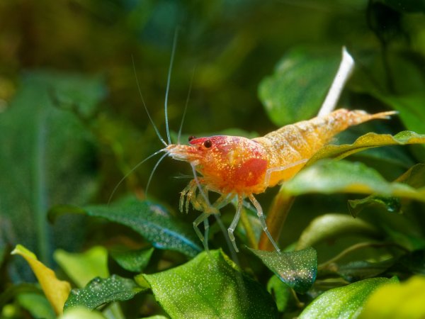 Taiwan Bee Red Bolt