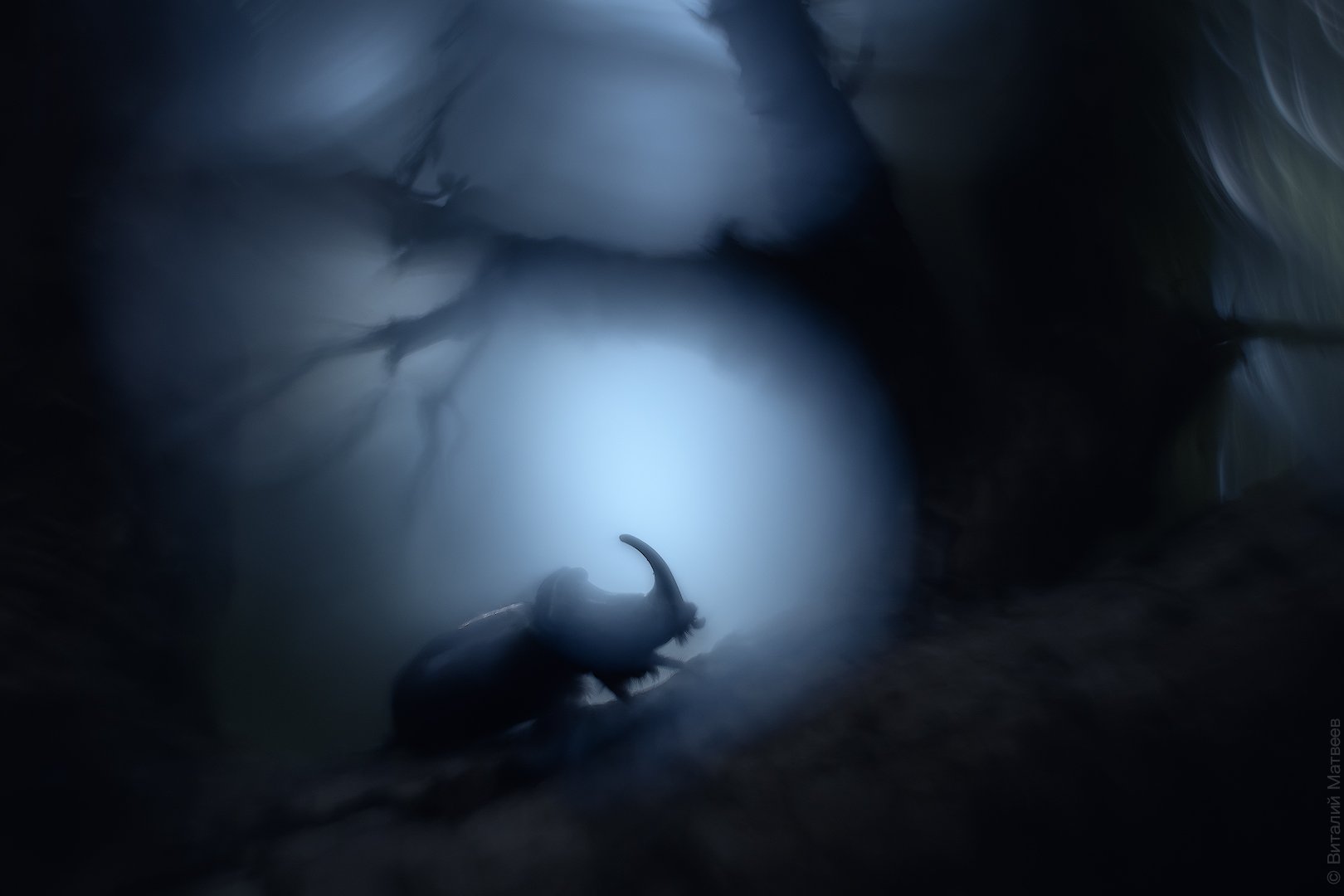 страшный туман. лощина теней. мрачный лес. лощина теней. лесные тропы шварцвальд.