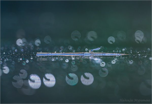 Одиночное плаванье