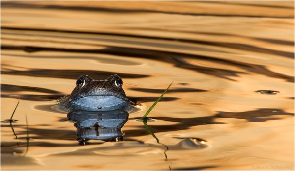"На золотом крыльце сидели..."