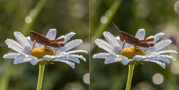 С новым утром!