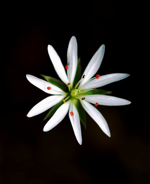 Апрельский сон... - Flowering plant - Macroclub.org