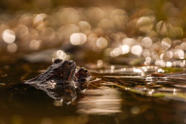Я покажу тебе эту звезду
