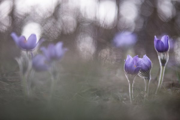 Сон навеянный цветами...