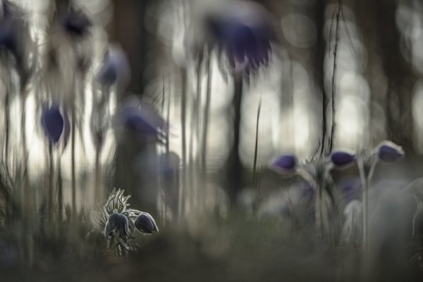 Когда во снах...