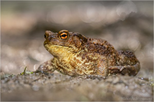 Жаба - серая, тоска - зелёная