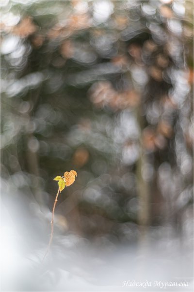 Тест "Селена-С 2.2/85"