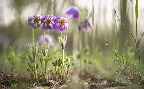 Сон...навеянный пчелой...