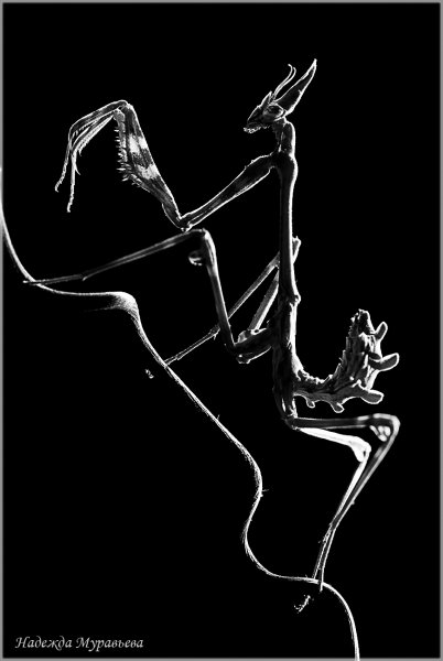 Свет и тьма