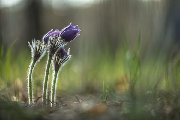 Когда все сны вместе...
