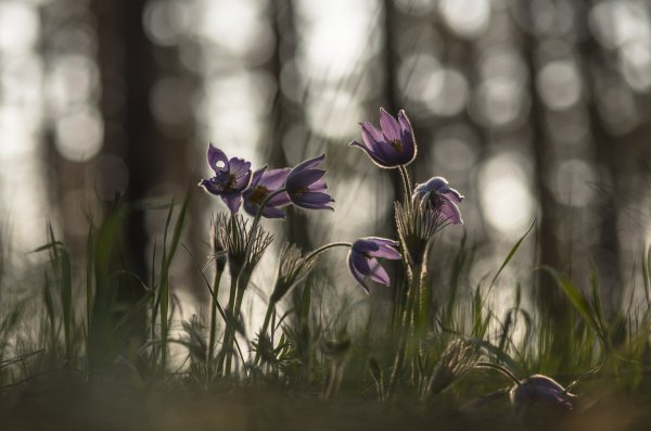 Разные сны...