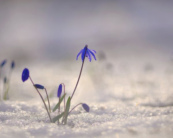 В бриллиантах