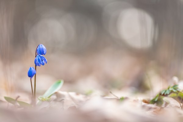 Ранняя весна...