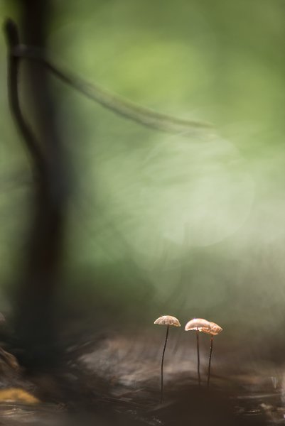 Утро в лесу...