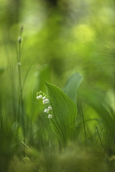 Майское настроение...