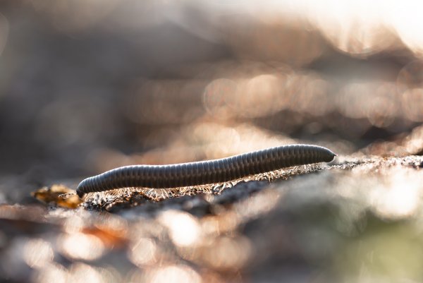 Деловая колбаса...