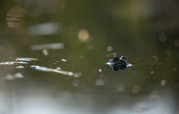 Наблюдательница...