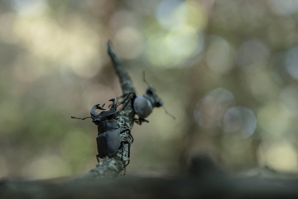 Жаждущие самцы...