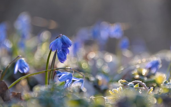 Цветочный десерт