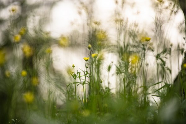 Узоры... Цветочки...