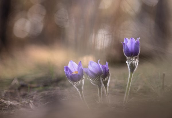 Весенние сны...