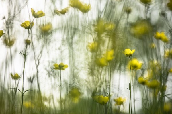 Хипповое настроение...