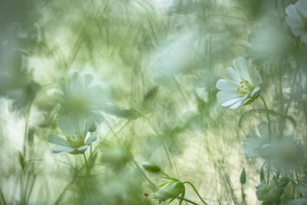 Майские цветочки...