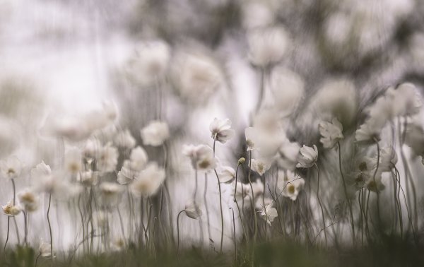 Ветер до неба...