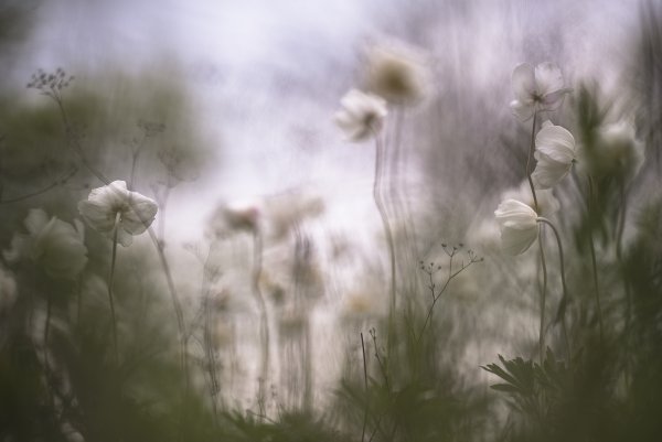 Тревожные ветреницы...