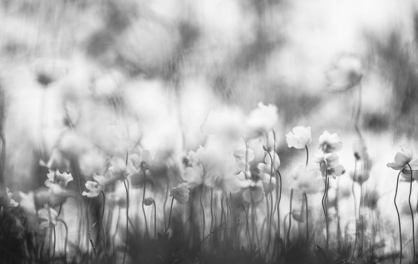 Ветров чёрно-белые дни...