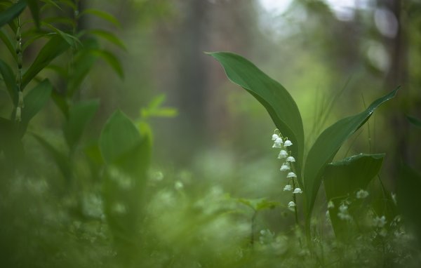 Было пасмурно...