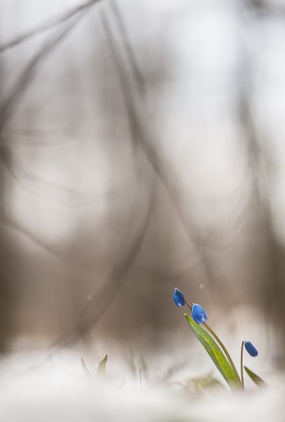 А снег идёт...