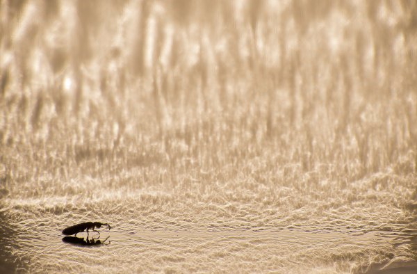 Дух северного сияния...