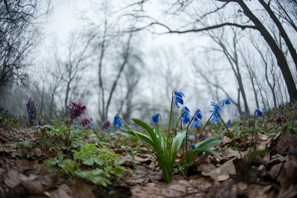В весеннем лесу...