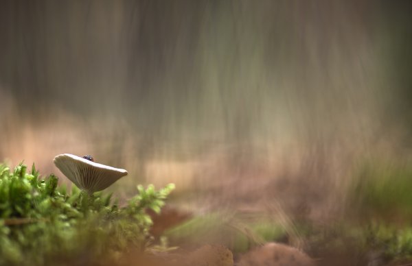 Я всё вижу...