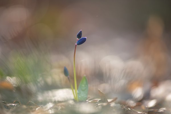 Утра весеннего свет...
