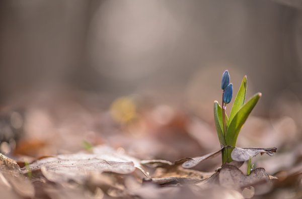 Пробивая прошлогоднее...