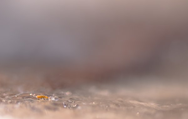 В брильянтовом царстве... 