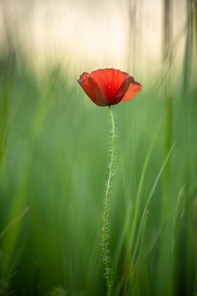 Цвели маки...