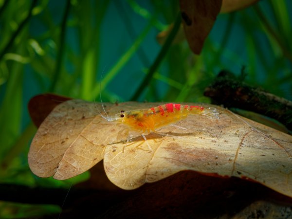 Calceo Golden Dragon