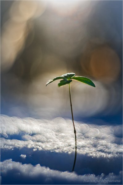 Зимой и летом - одним цветом.