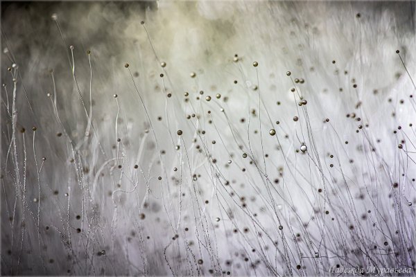 Плесневый мир