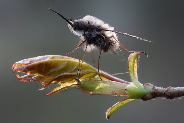 More information about "Жужалка"