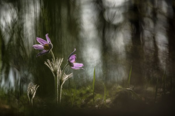 В сумеречном лесу...